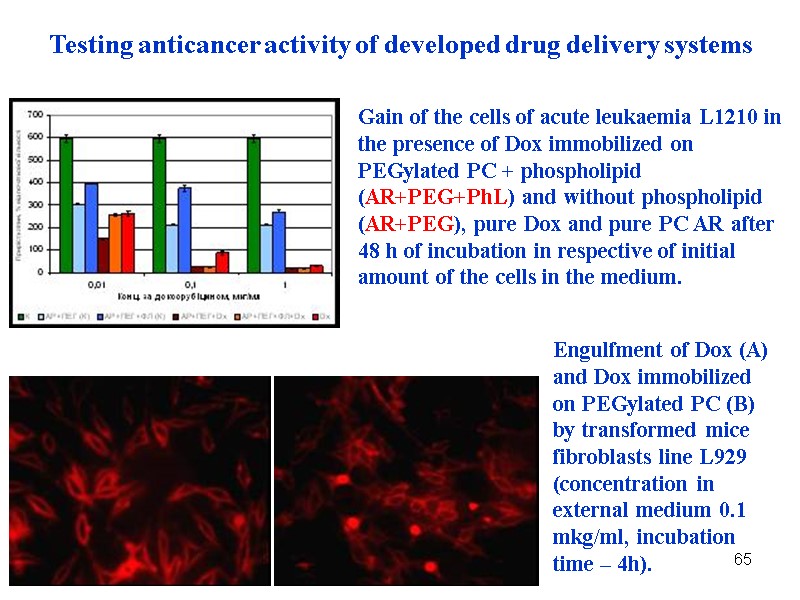65 Gain of the cells of acute leukaemia L1210 in the presence of Dox